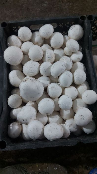 Обучаю выращиванию Шампиньонов