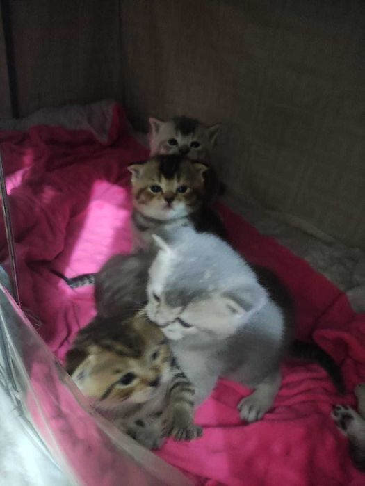Шотландские котята бронь