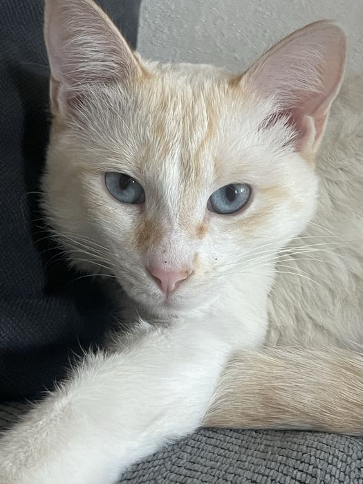 Кот молодой кастрированный привитый домашний