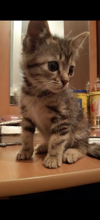 Отдам в добрые руки