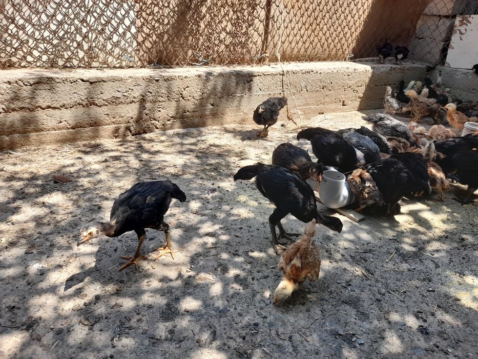 Xanxiyap 3 VA qora shagzoda jersey VA avistirolop jujalari