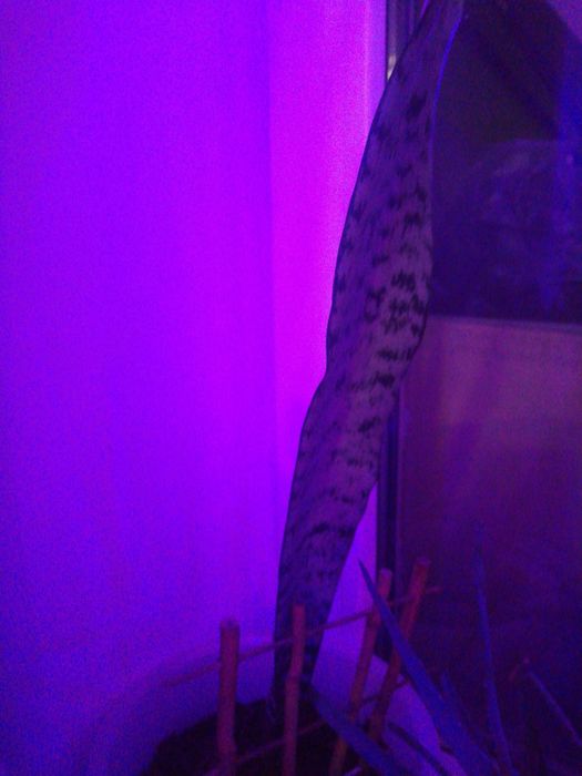 Продам цветы комнатные