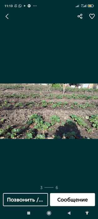 Клубника рассада