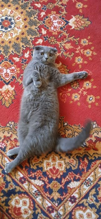 Сотилади, ургатилган жудаям эсли.