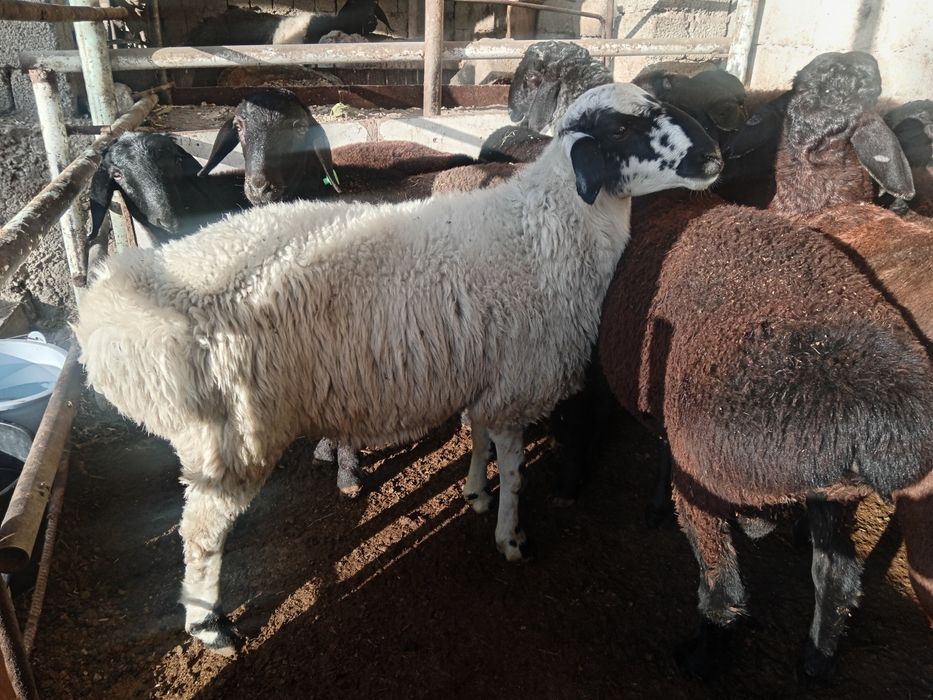 Qochqor qoy koy Aqiqa toy va qurbonlikka