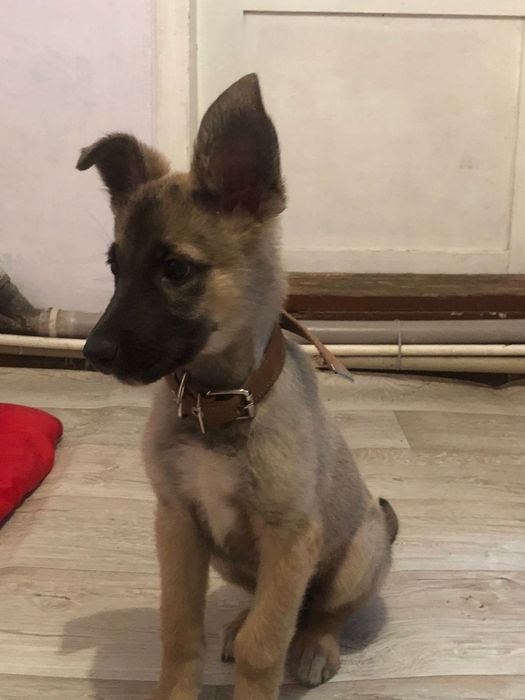 Отдам в хорошие руки