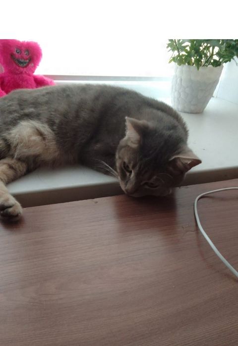 Отдам кота в добрые руки