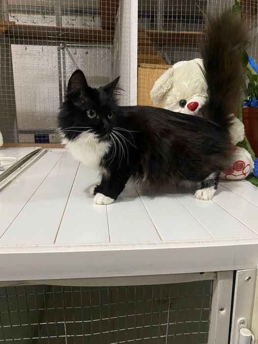 Кошечку Мусю в добрые руки