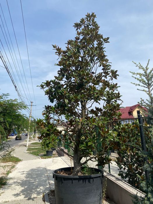 Plante ornamentale de cea mai buna calitate