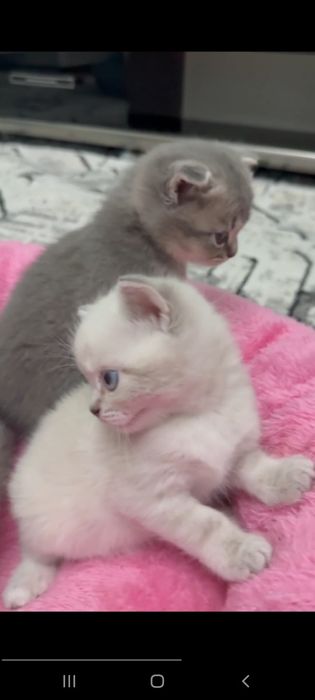 Вислоухие котята