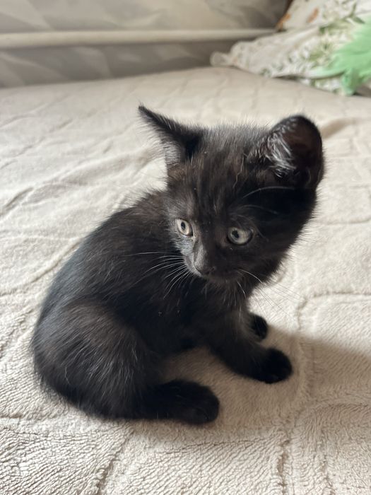 Шотладские котята