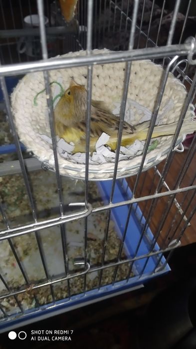 канарейка тинмай сайрайди чап чап йук