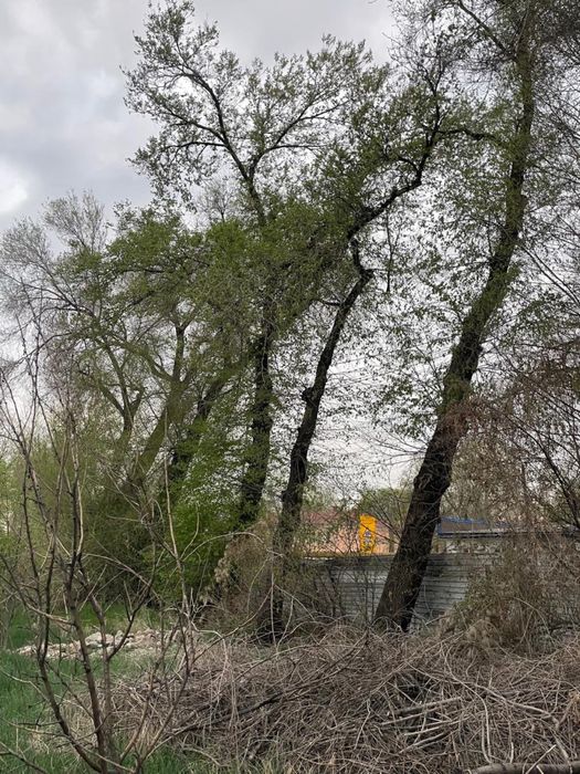 Дрова бесплатно