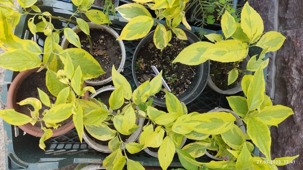 Продам  можжевельник туя