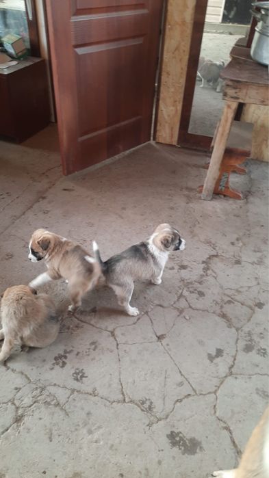 Щенки в добрые руки