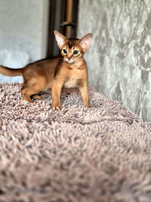 Абиссинские котята
