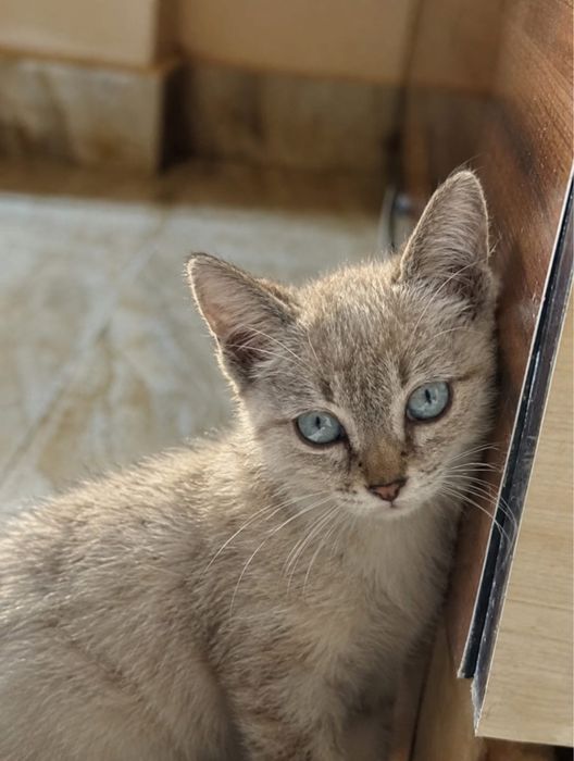 Котенок в добрые руки