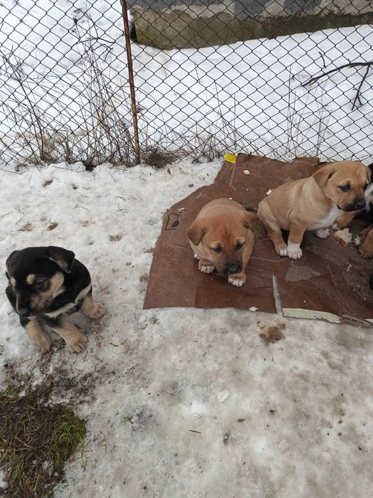 Donez căței Giurgiu