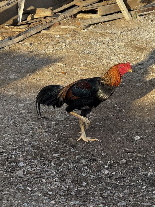 Дакан петух бойцовый қораз