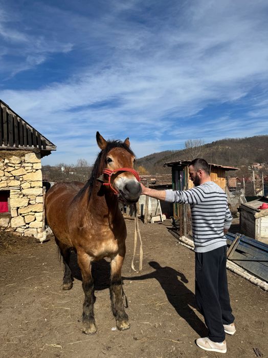 Cal de 4 ani, de vanzare rog seriozitate!