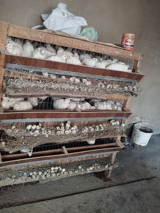 Боденелер сатылады