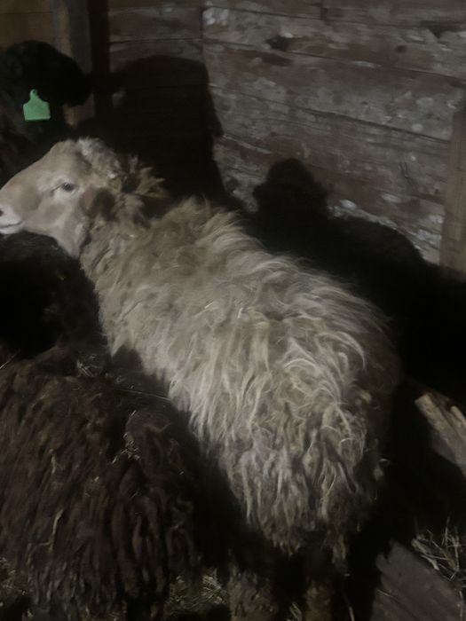 Продам кошкариков