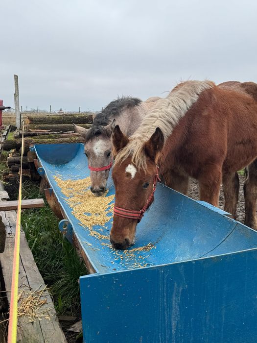 Vând mânz comtois (sarg) si manza muceda din armasar unguresc