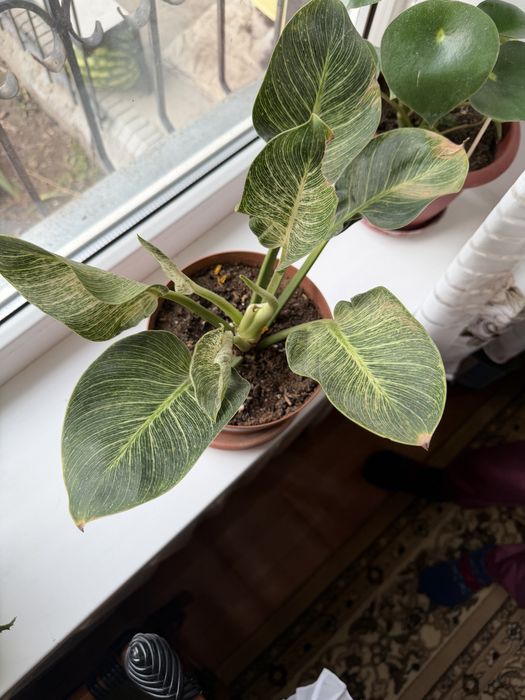 Аглонема Биркин