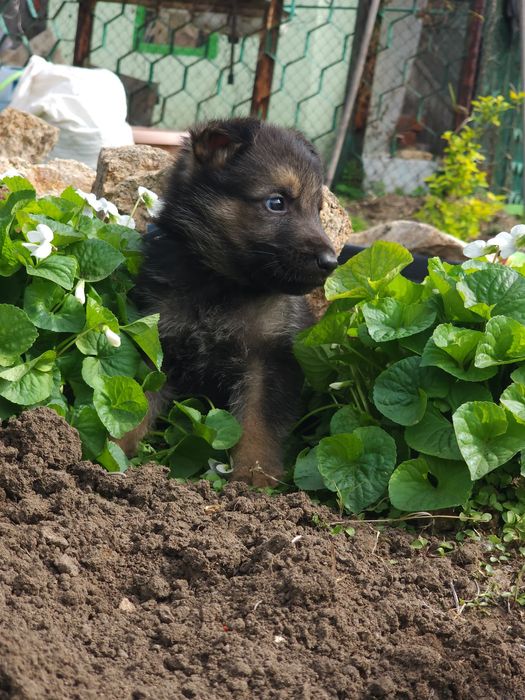 Щенки овчарки на продажу.