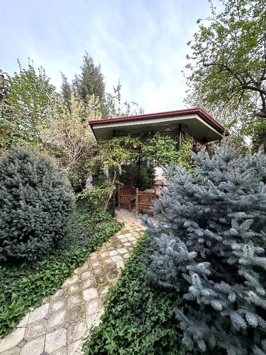 Голубой ель, изумрудный