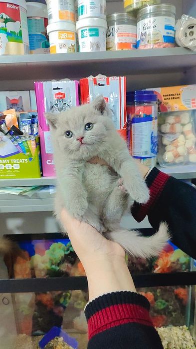 Brtanskiy mushukchalr sotiladi