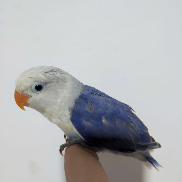 Ручной неразлучник попугай