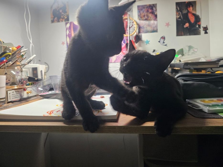 Котенок в хорошие руки