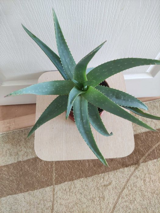 Алоэ лечебное   .