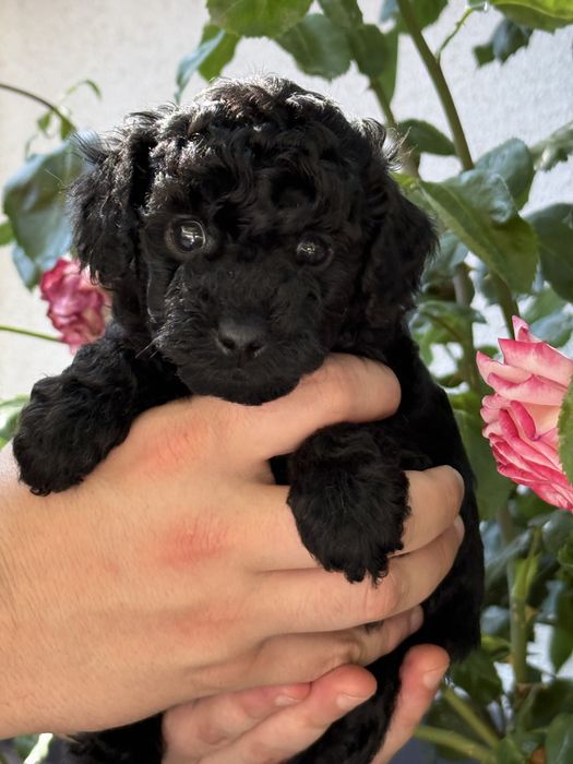 Toy poodle/Чистокръвни той пуделчета (черни и ред/априкот)