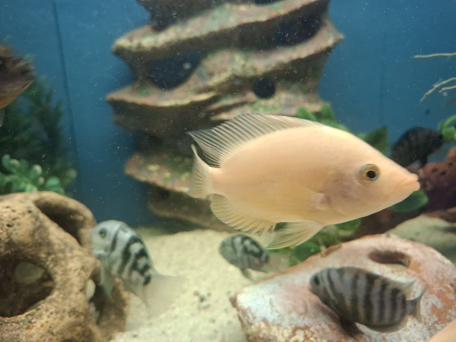 Срочно  обменяю рыбок 4 шт