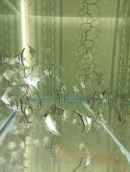 Аквариумные рыбки