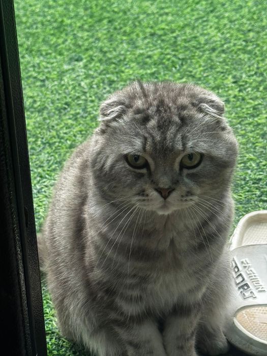 Шотландский вислоухий котёнок