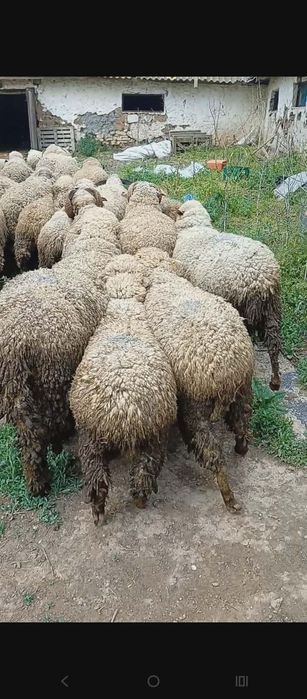 De vânzare oii și berbeci