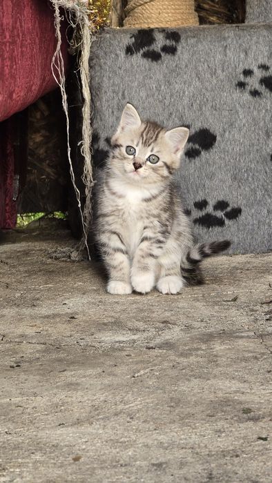 Отдам котят даром