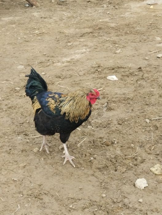 Жас кораз мыкты!