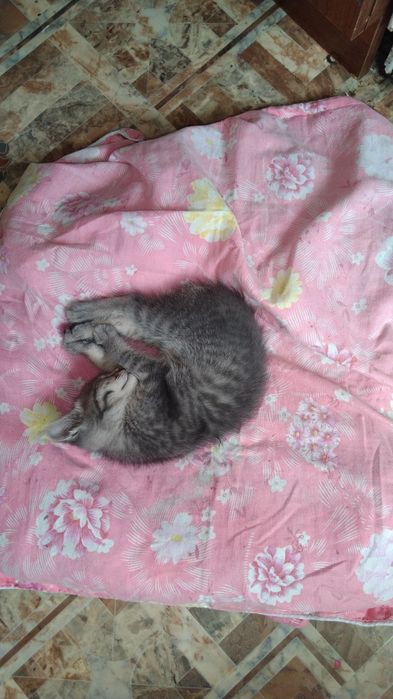 Отдам котёнка девочка