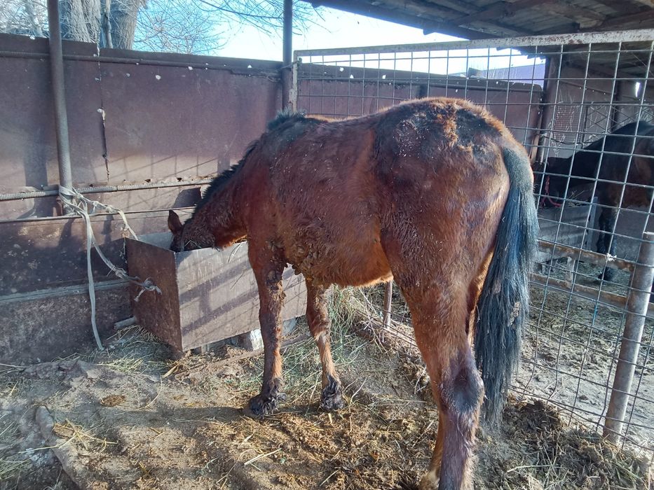 Кунан 2 жасар сатылады