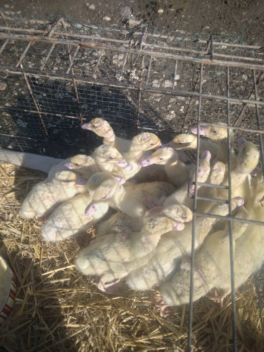 Rățuște Mulard, leșești și gălăgioase