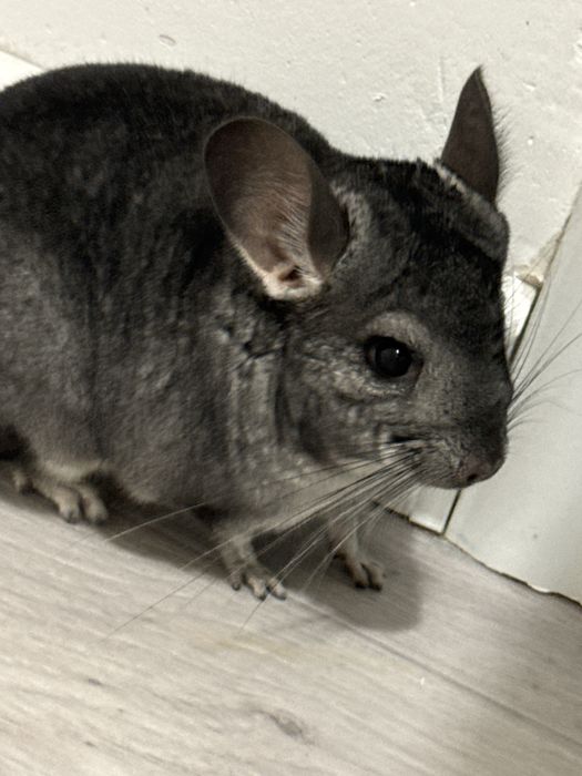 шиншилла мальчик астана