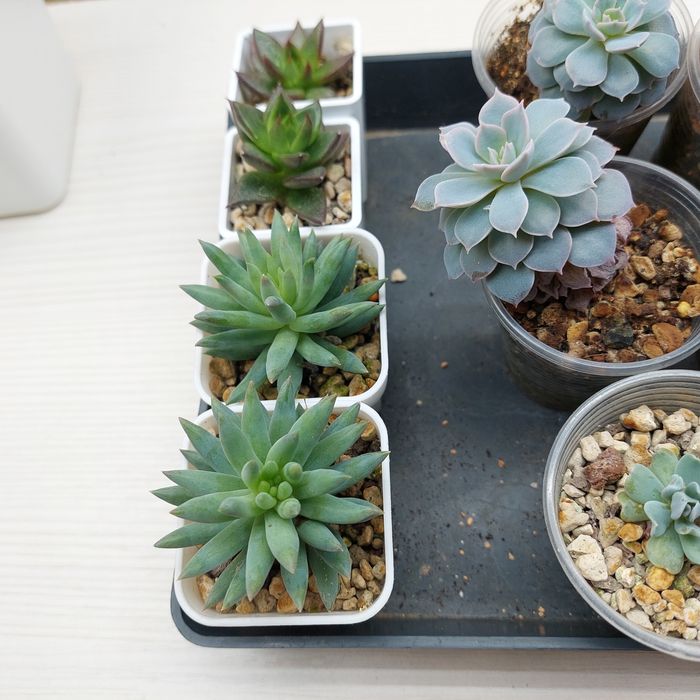 Цветы суккуленты