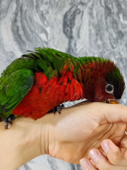 Широкохвостый гибридный лори