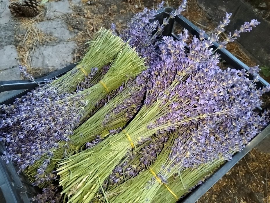 Buchete uscate de flori de lavanda