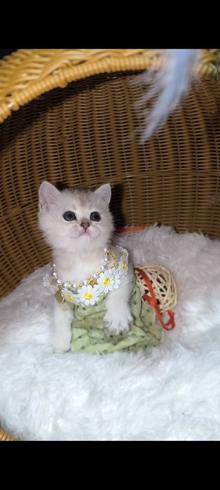 Шиншилла серебро супер премиум.