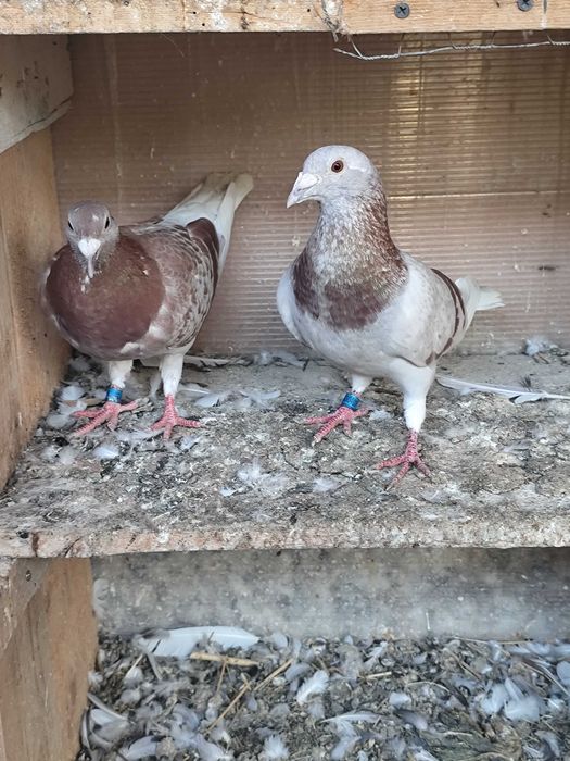 Vând porumbei voiajori